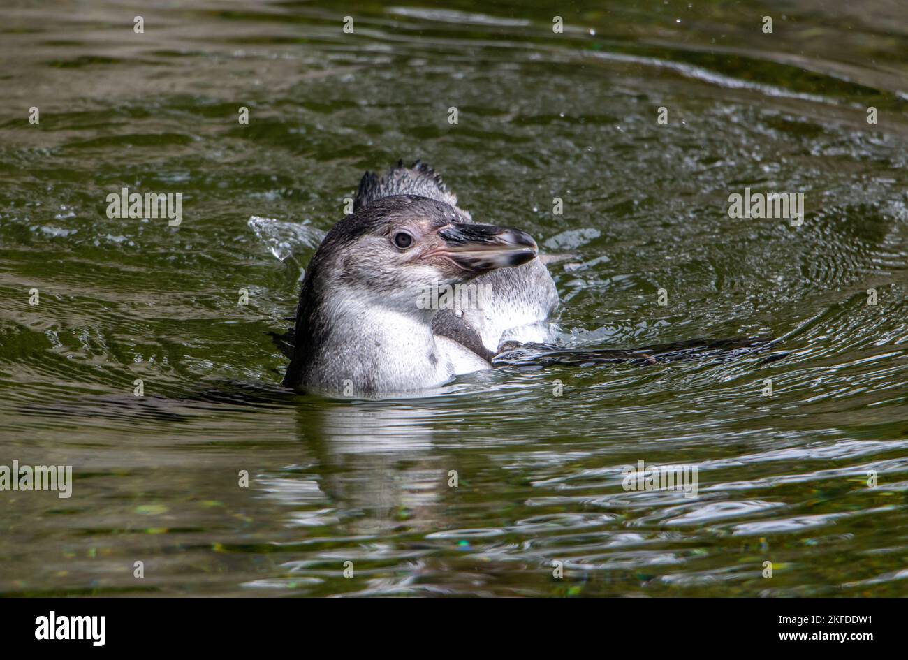 Il pinguino Humboldt (Spheniscus humboldti) nuota in acqua Foto Stock