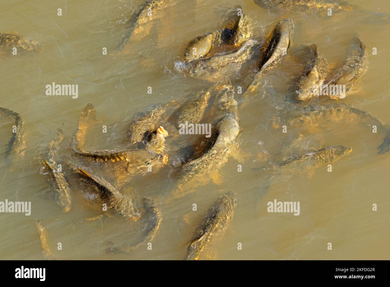 Barzelletta di carpa comune (Cyprinus carpio) nuoto in uno stagno di acqua dolce Foto Stock