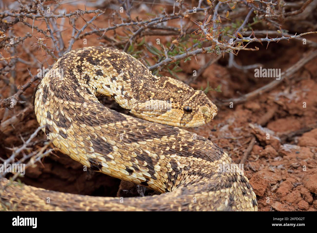 Un sommatore di puff difensivo (Bitis arietans) in habitat naturale, Sudafrica Foto Stock