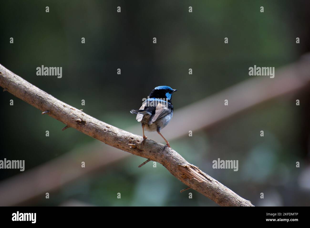 Vista posteriore di un maschio superbo Fairy Wren (Malurus Cyaneus) - ha girato la sua parte posteriore su di me come ho premuto il pulsante dell'otturatore. Era in attesa di pranzo briciole. Foto Stock