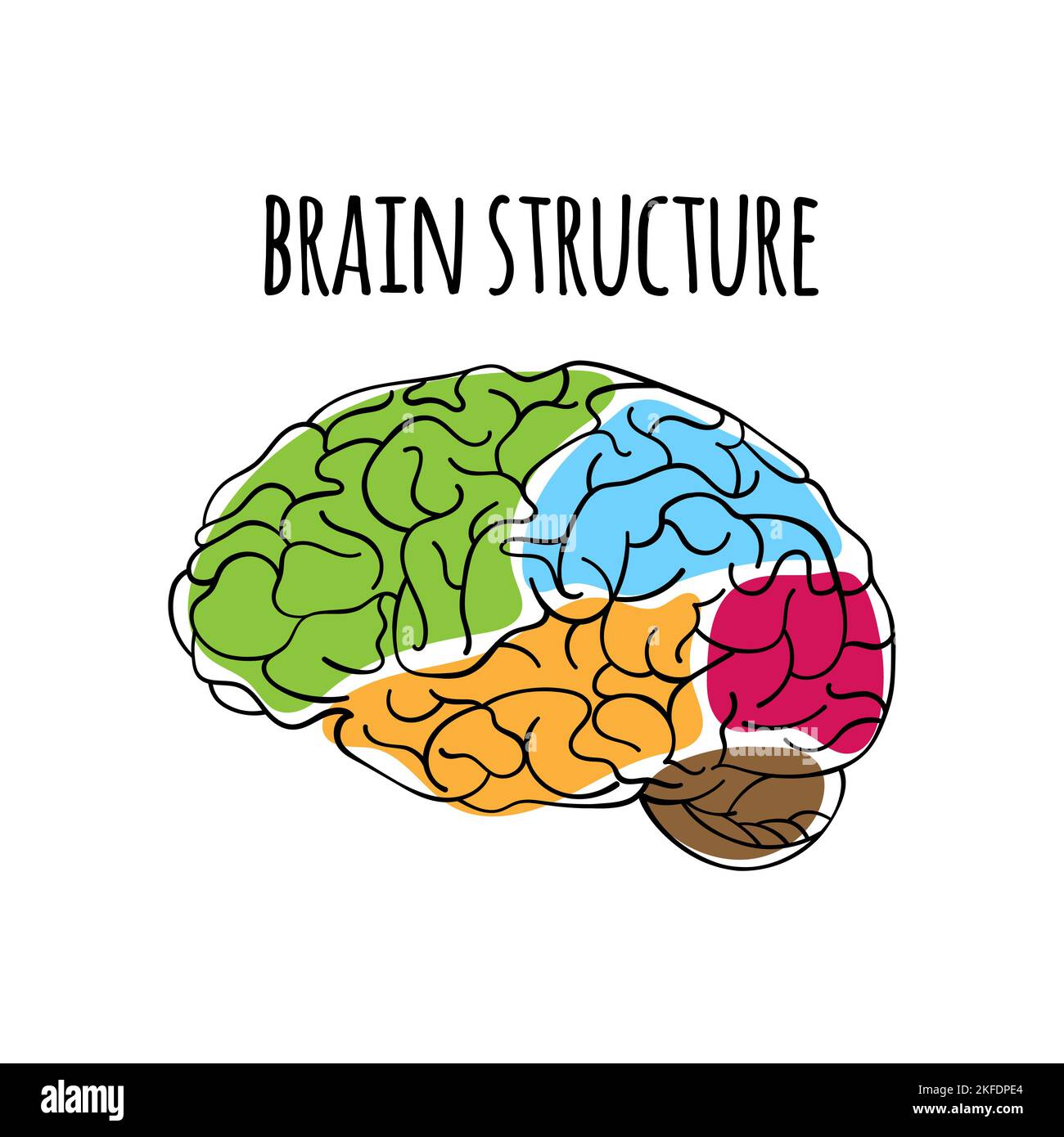 STRUTTURA CEREBRALE Anatomia del sistema nervoso Schema umano Medicina Vector Illustration for Print Illustrazione Vettoriale