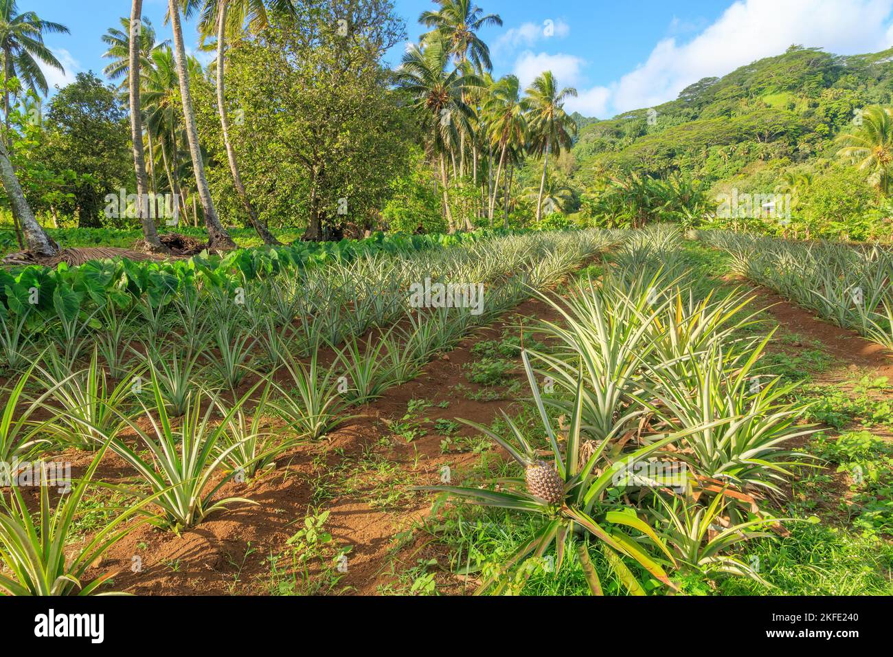 Giovani piante di ananas che crescono in una piantagione sull'isola tropicale di Rarotonga, Isole Cook Foto Stock