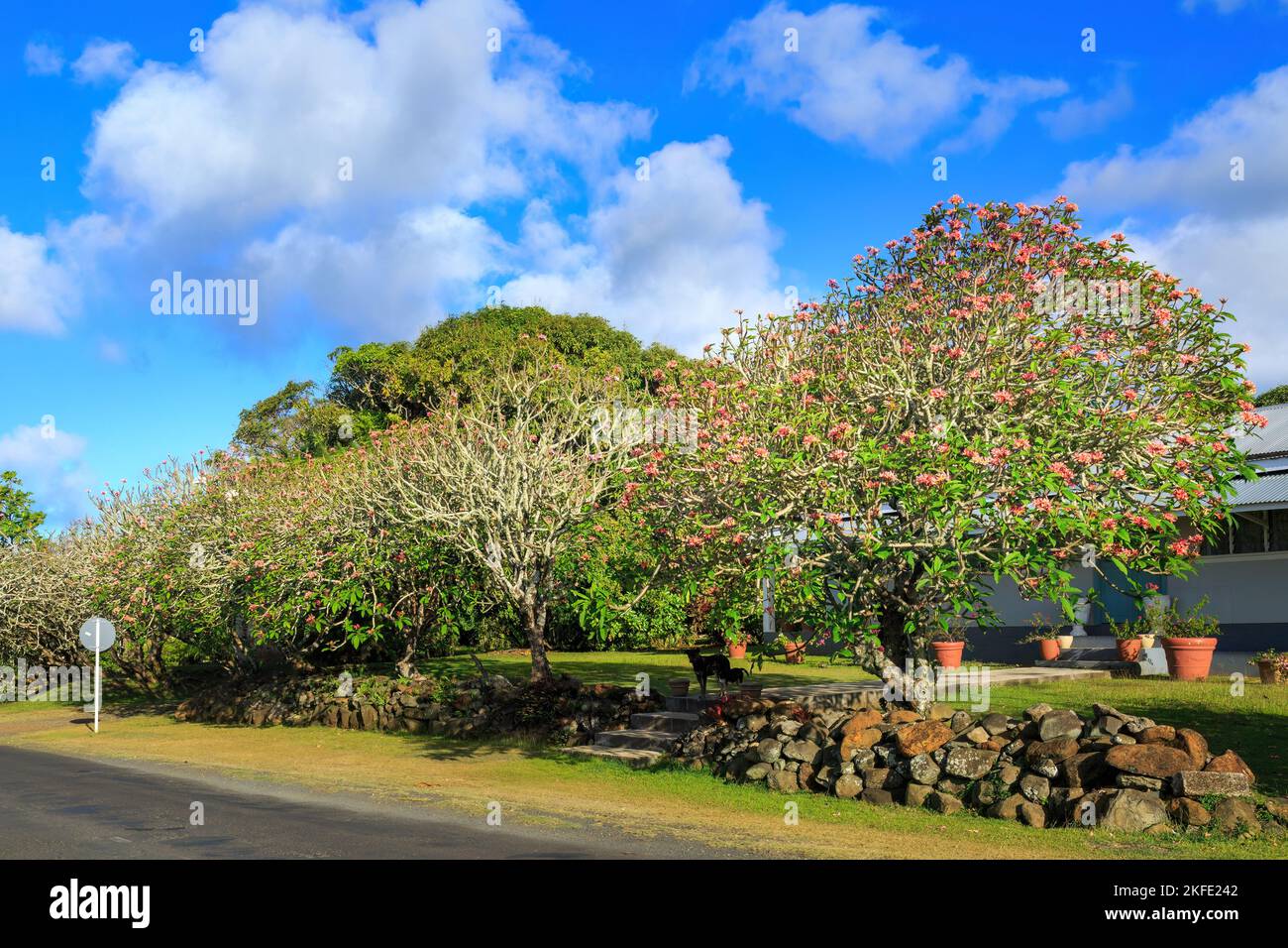 Alberi di Frangipani con fiori colorati che crescono accanto alla strada su Rarotonga, Isole Cook Foto Stock
