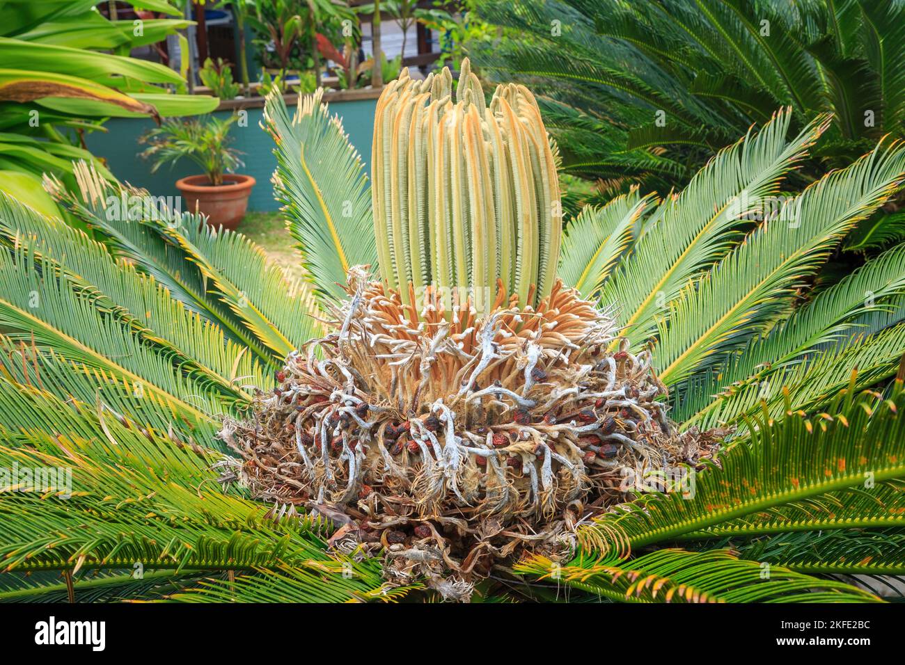 Nuove foglie fresche che emergono dalla corona di Cycas revoluta, un cicad (un membro di un antico gruppo di piante palmatiche) Foto Stock