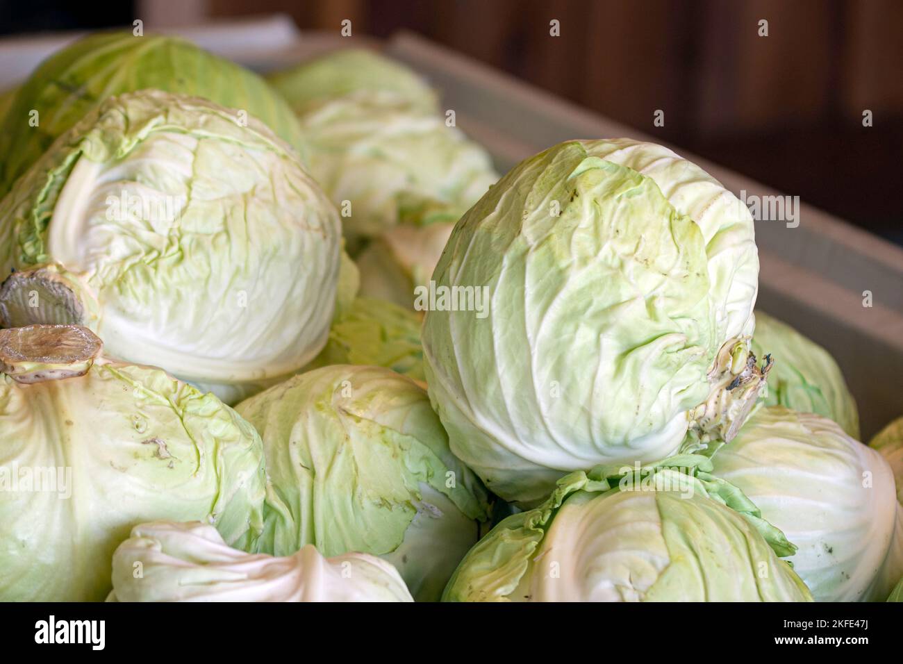 Teste di cavolo in esposizione per la vendita ad un mercato degli agricoltori. Foto Stock