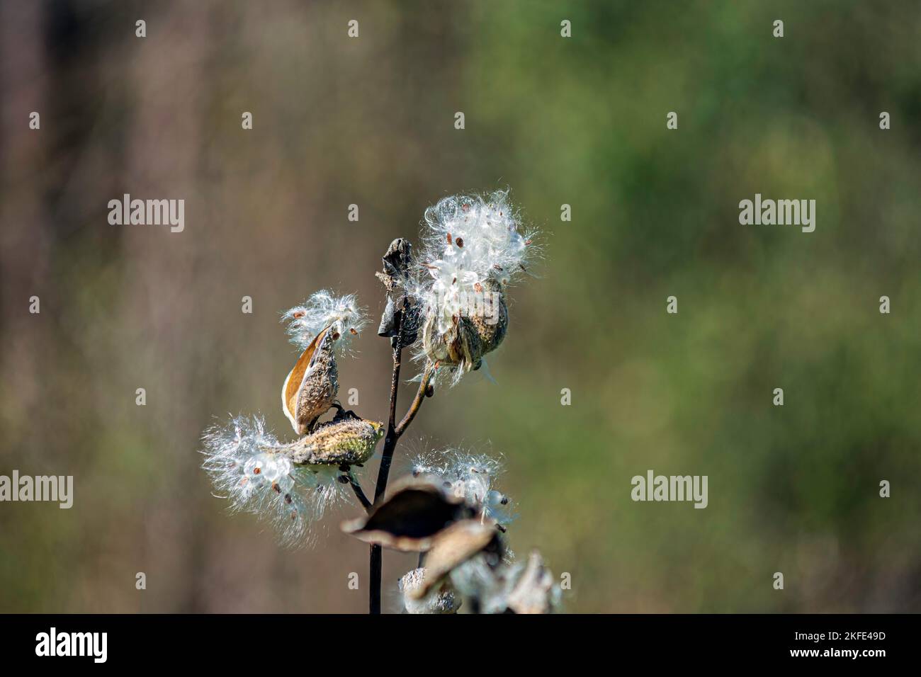 Cialde comuni (Asclepias syriaca) busto aperto esponendo i semi. Molte farfalle da latte, compreso il monarca, si affidano a questa pianta esclusiva Foto Stock