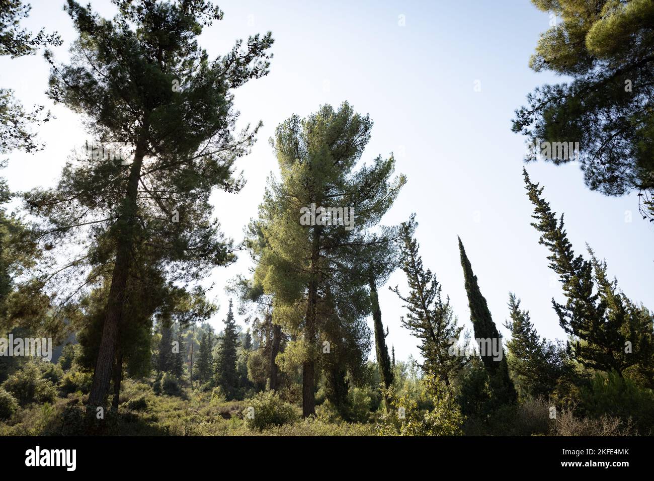 Foresta mediterranea di pini e cipressi vicino a Gerusalemme, Israele Foto Stock