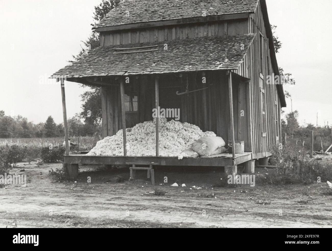 Cotone sul portico della casa di sharecropper, piantagione Maria, Arkansas, ottobre 1935. Foto Stock