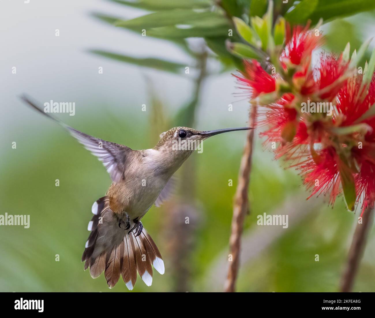 Primo piano di un colibrì su una pianta rigida di Callistemon Foto Stock