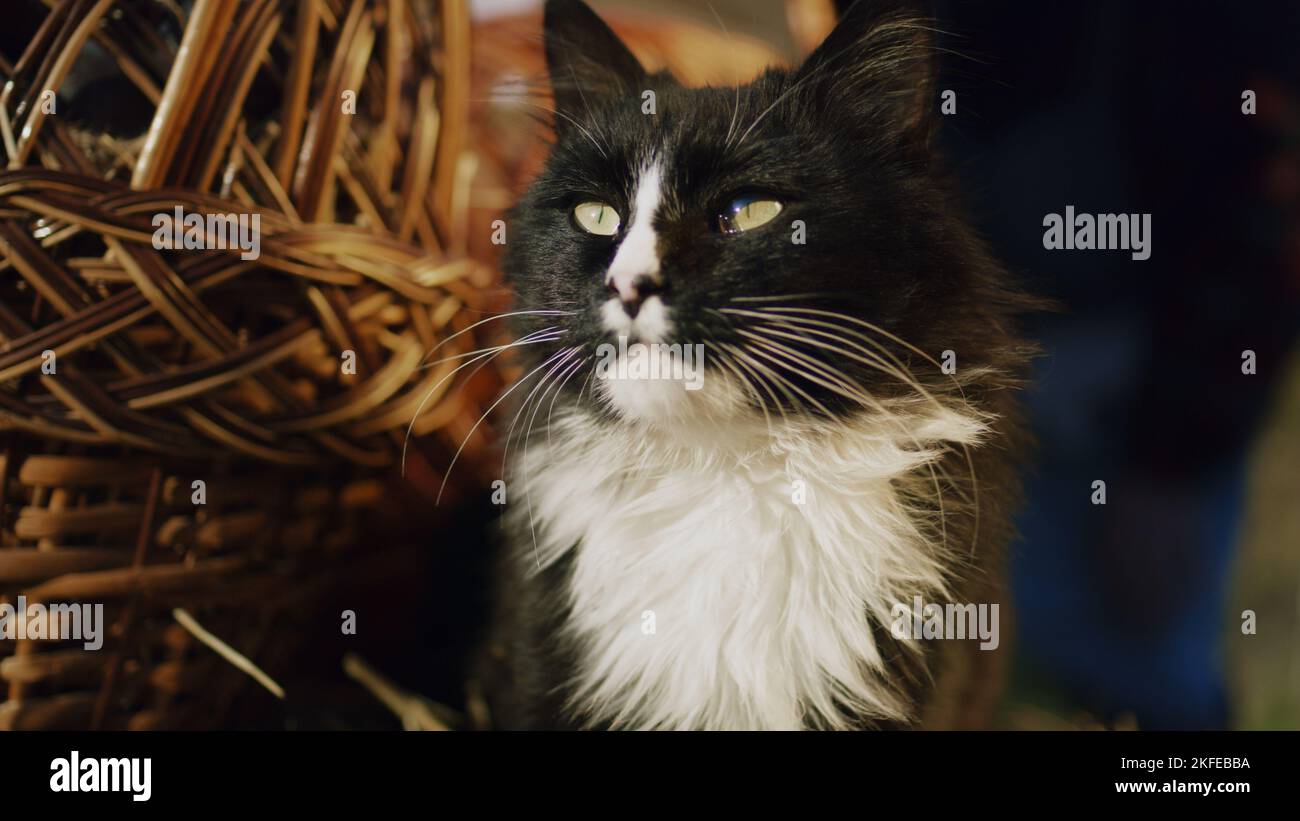 Gatto bianco e nero siede sul pagliaio con un cestino di frutta o verdura, guarda intorno alle persone passate, rilassati e si sente felice di aria fresca Foto Stock