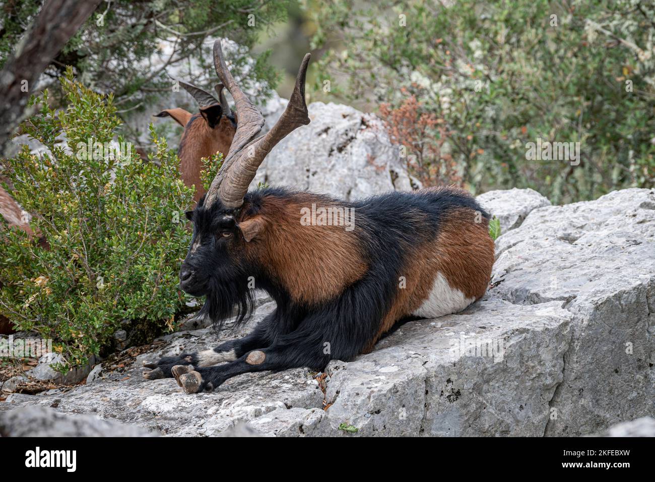 Capra con corna lunghe che riposano su una roccia nei boschi in Provenza, ritratto animale Foto Stock