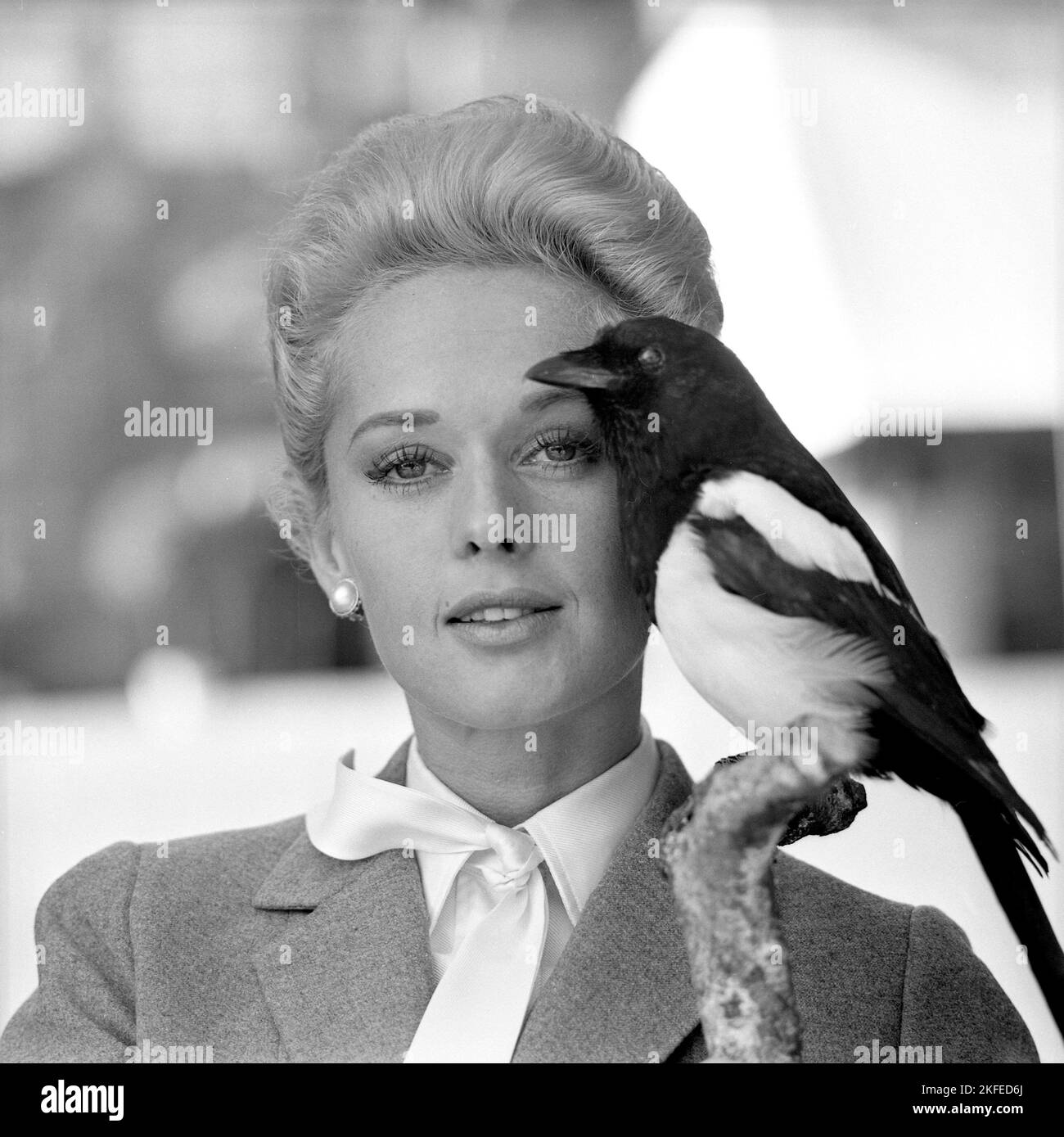Tippi Hedren. Attrice americana, nata nel gennaio 19 1930. È stata scoperta dal regista Alfred Hitchcock e ha ottenuto grandi elogi per il suo lavoro nel suspense-thriller The Birds 1963. Nella foto, quando si visita la Svezia per promuovere il film. Foto Stock