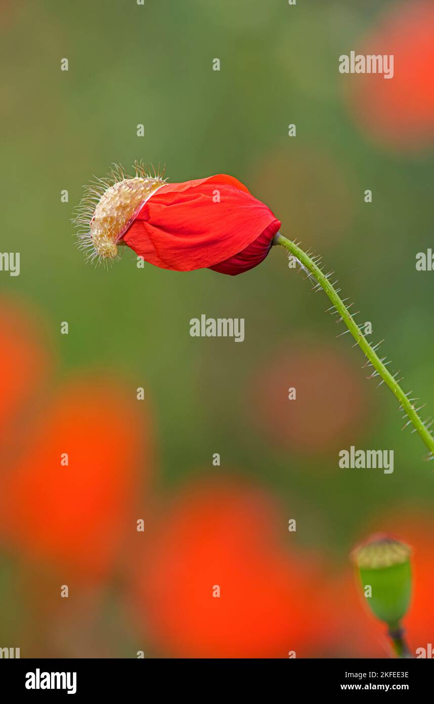 Papavero comune: Papaver rhoeas, Surrey, Regno Unito Foto Stock