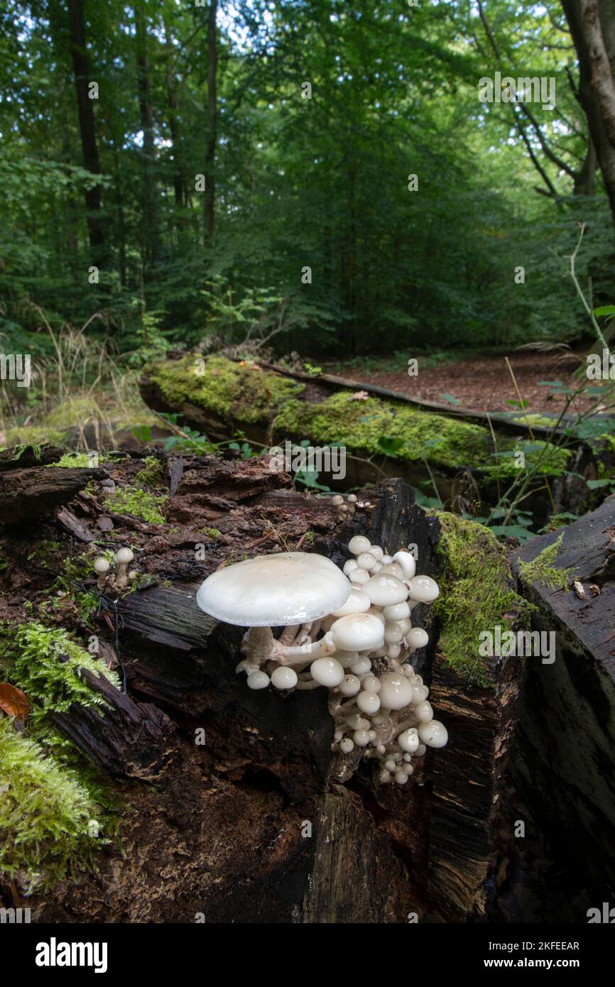 Porcellana Fungus: Oudemansiella mucida. Su tronchi di faggio. Surrey, Regno Unito Foto Stock