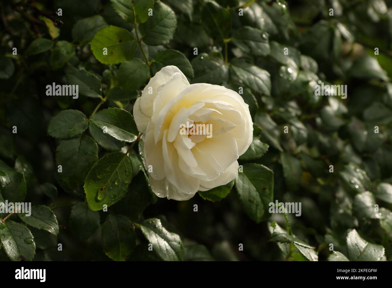 bella rosa bianca fiorente con gocce di pioggia su uno sfondo di foglie verdi Foto Stock