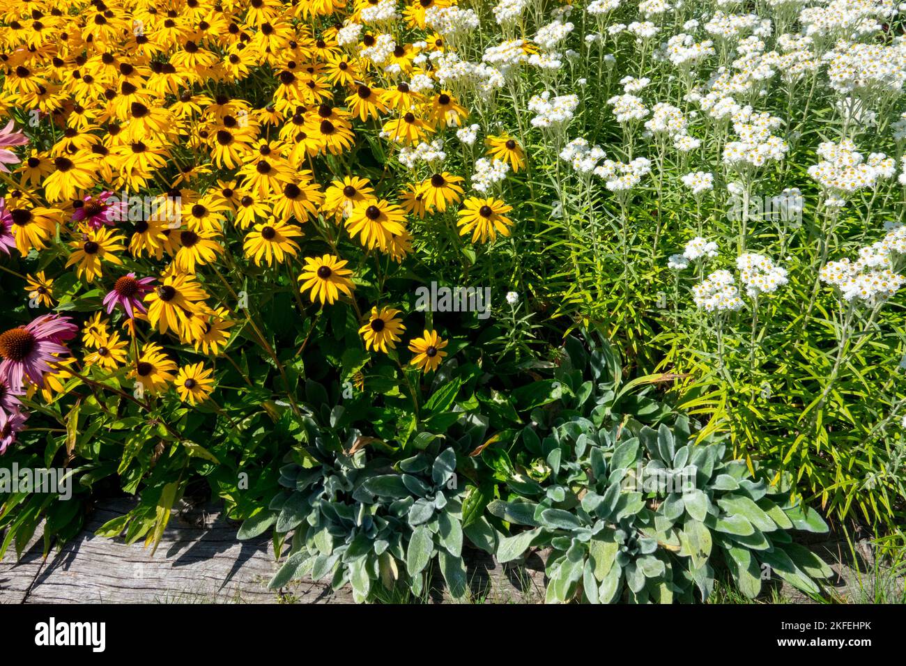 Mescolato, piante, Bianco, giallo, Fiori, Rudbeckia 'Goldsturm', Anaphalis margaritacea 'Neuschnee', letto di fiori, Rudbeckia, Anaphalis Foto Stock