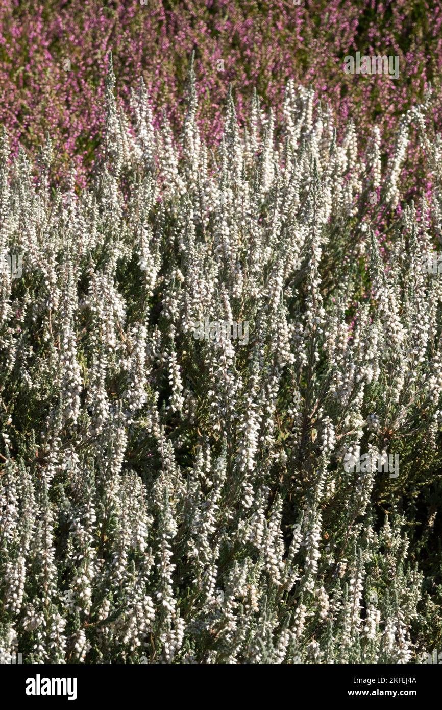 Argento, Scotch Heather, Calluna vulgaris, bianco, fiori, fioritura di Calluna vulgaris "Beoley Silver" Foto Stock