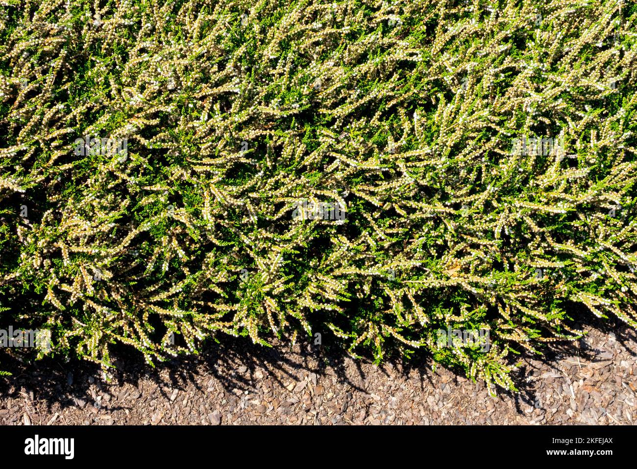 Pianta di copertura, Calluna, Alba pumila, Calluna vulgaris, Scotch Heather, Evergreen, Heather, Creeper, Calluna vulgaris 'Alba pumila' tappeto verde coperto Foto Stock