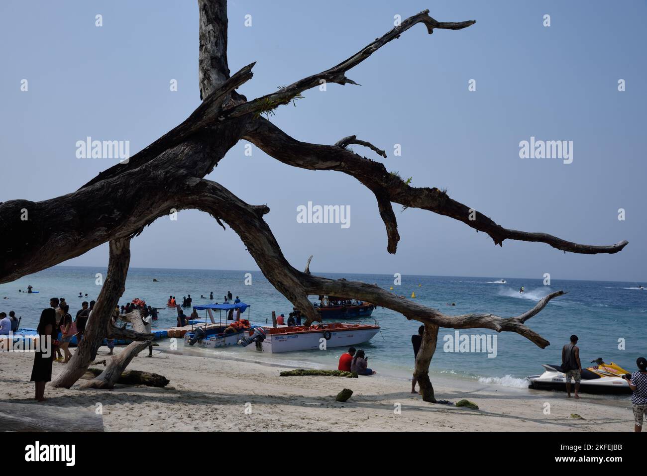Driftwood, Elephant Beach, Havelock Island, Swaraj Dweep, Andaman e Nicobar Islands, Union Territory, UT, India Foto Stock