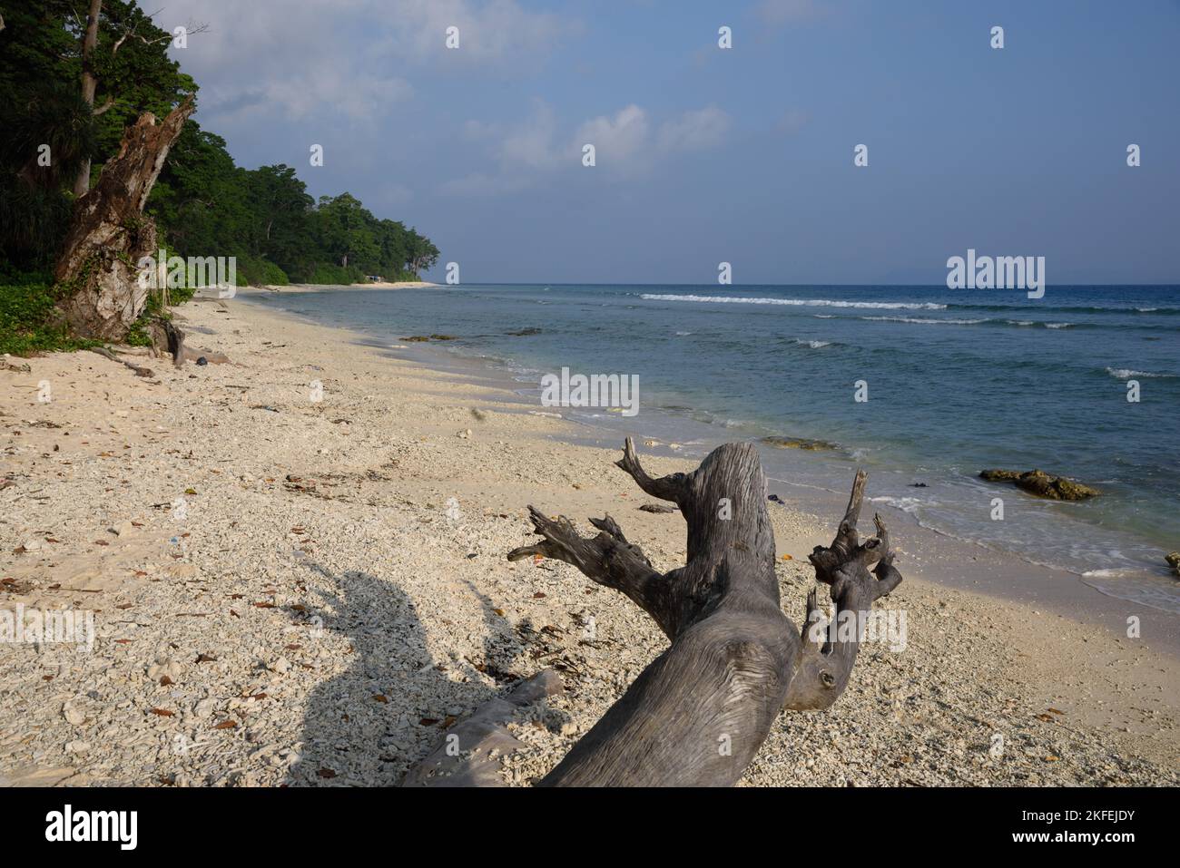 Driftwood, Laxmanpur Beach, Neil Island, Shaheed Dweep, Andaman e Nicobar Islands, Union Territory, UT, India Foto Stock