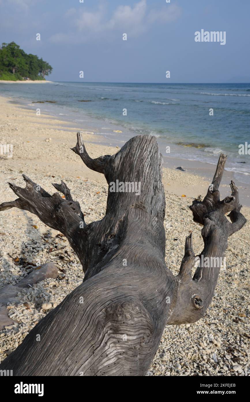 Driftwood, Laxmanpur Beach, Neil Island, Shaheed Dweep, Andaman e Nicobar Islands, Union Territory, UT, India Foto Stock