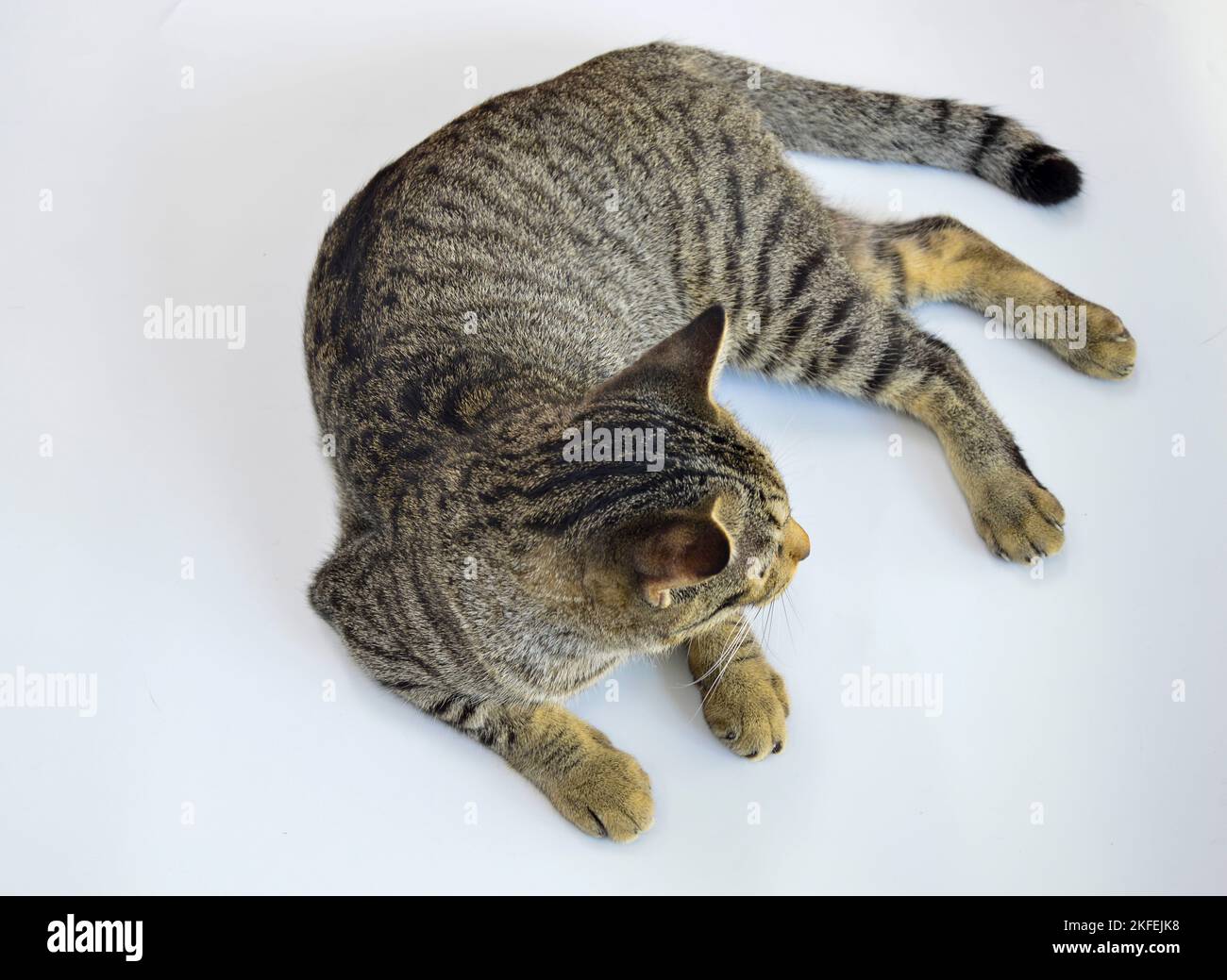 gatto accovacciato su sfondo bianco Foto Stock