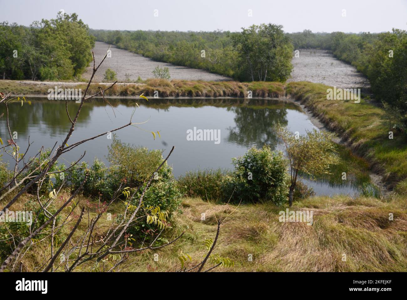 Sajnekhali Wildlife Sanctuary, Sunderban, South 24 Pargana, West Bengala, India Foto Stock