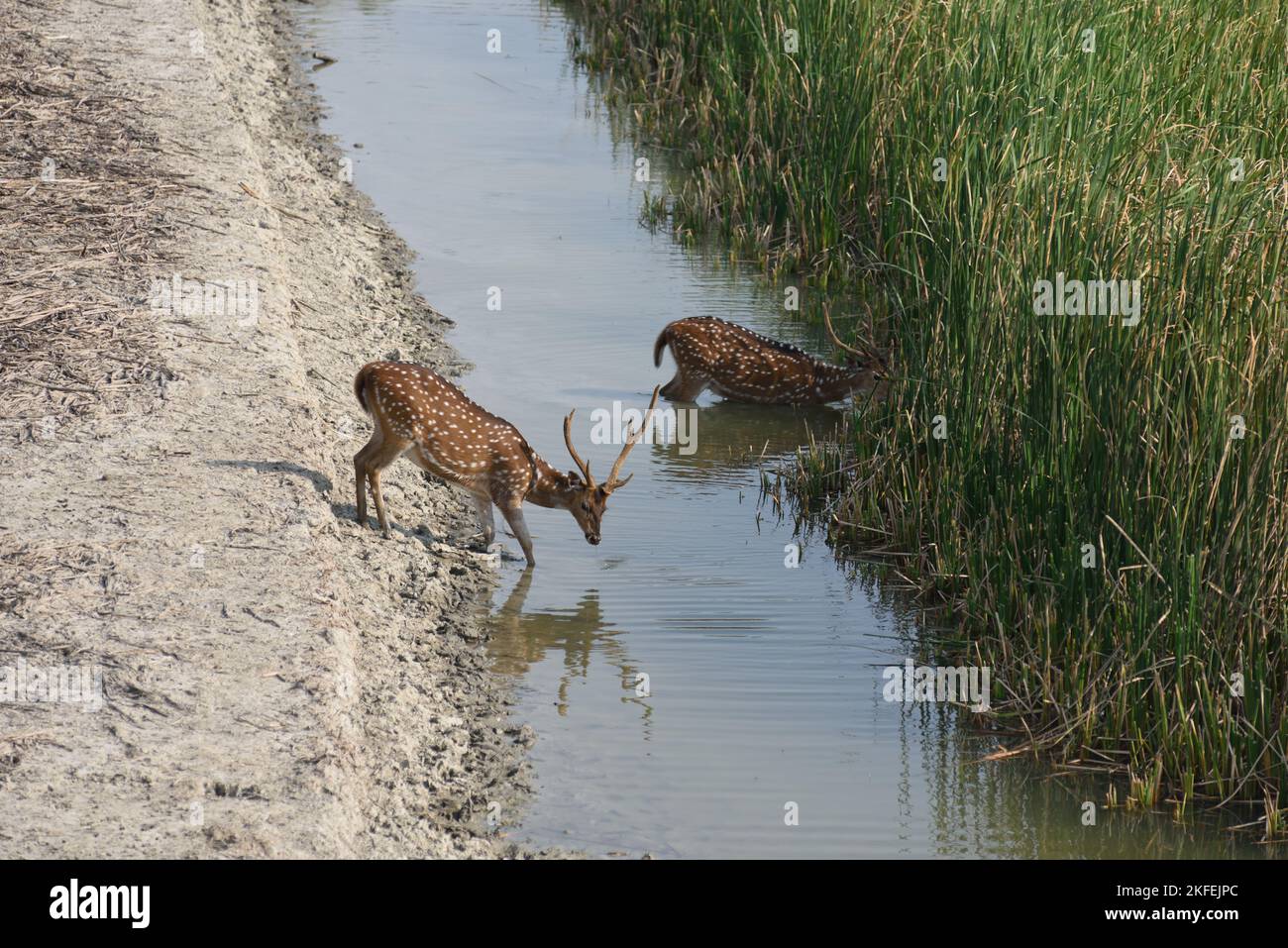 Cervo macchiato, campo di Dobanki, Sunderban, Sud 24 Pargana, Bengala Occidentale, India Foto Stock