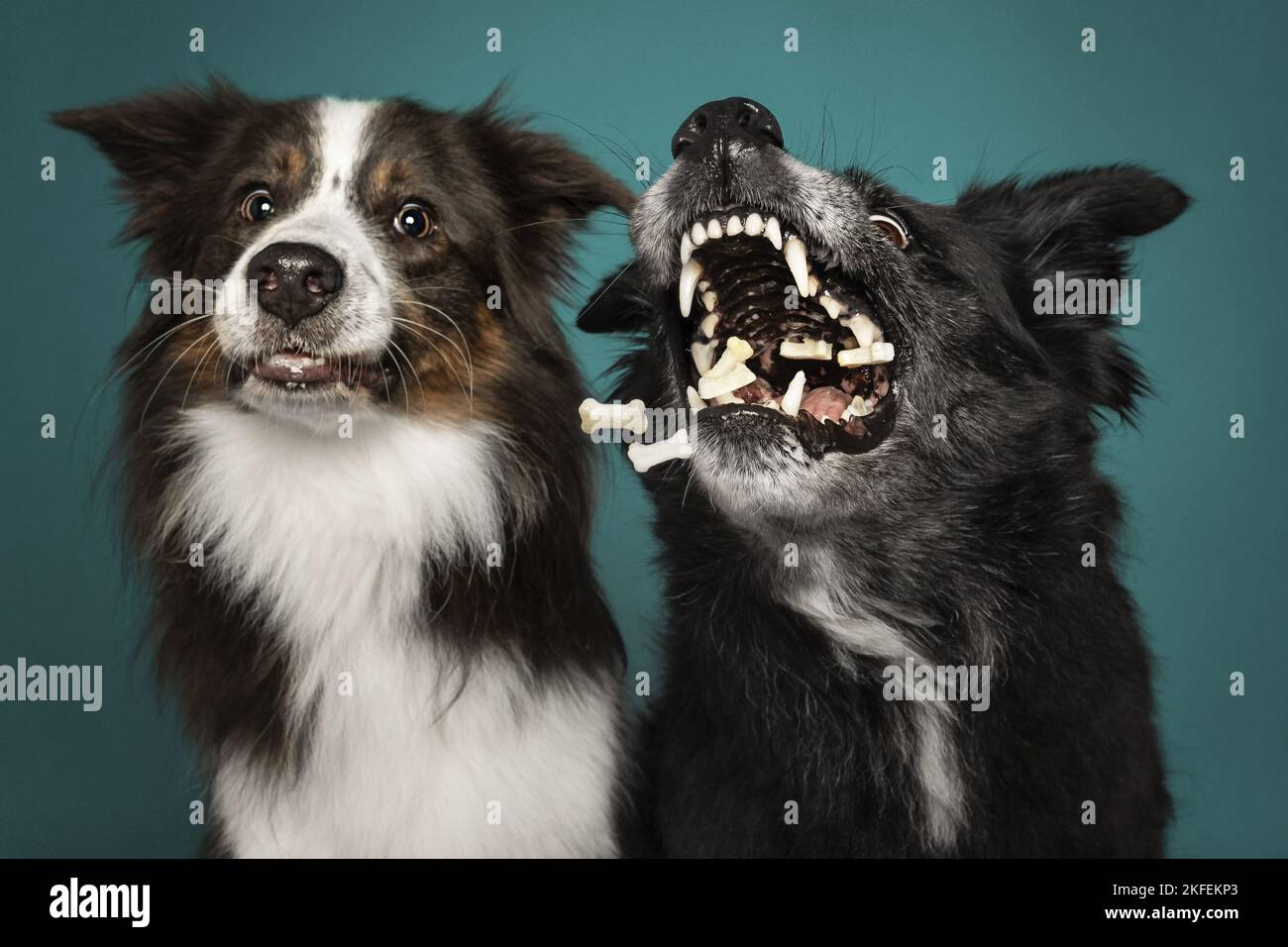 Due collanti di confine Foto Stock