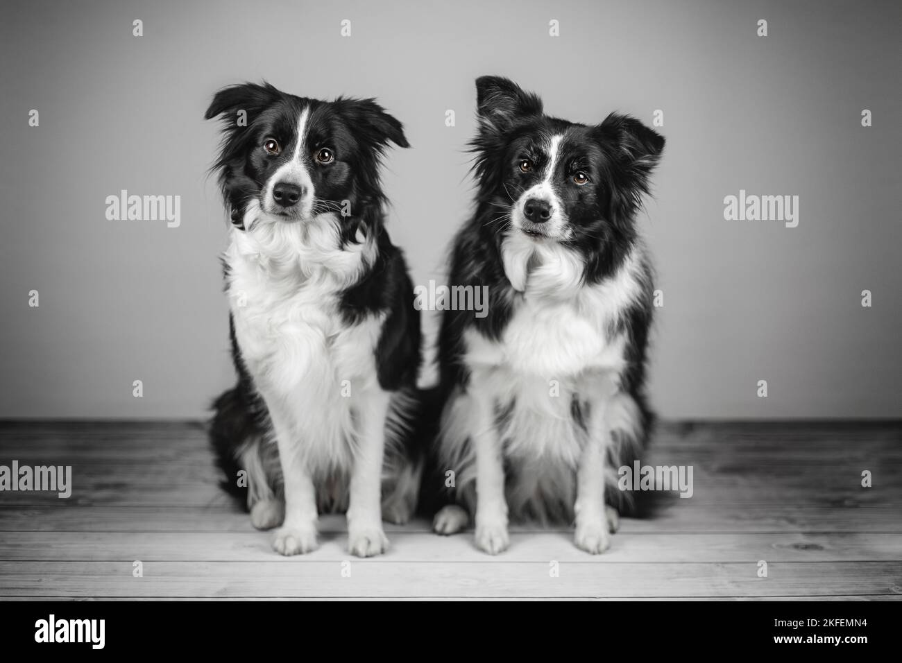 Due collanti di confine Foto Stock