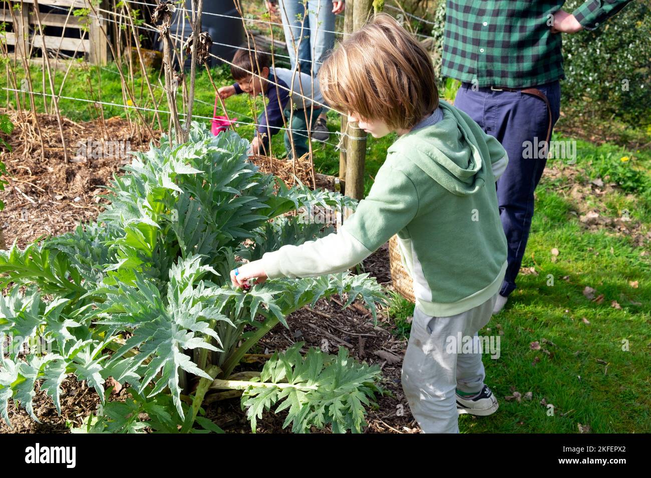 Ragazzo 4 anni 5 anni alla ricerca di uova di cioccolato sulla caccia alle uova di Pasqua in pianta carciofo coltivazione nel giardino di aprile Galles UK KATHY DEWITT Foto Stock
