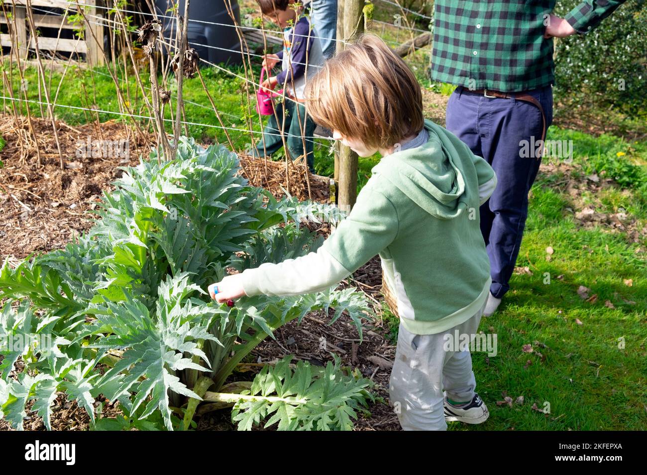 Ragazzo 4 anni 5 anni alla ricerca di uova di cioccolato sulla caccia alle uova di Pasqua in pianta carciofo coltivazione nel giardino di aprile Galles UK KATHY DEWITT Foto Stock