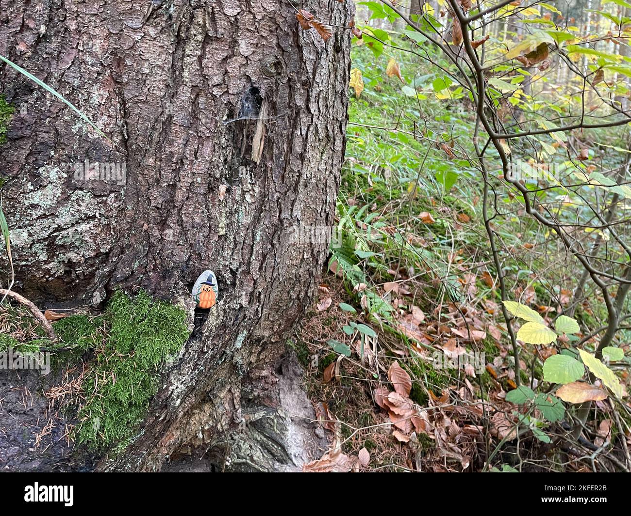 una pietra aloween è stata posta su un albero nella foresta Foto Stock