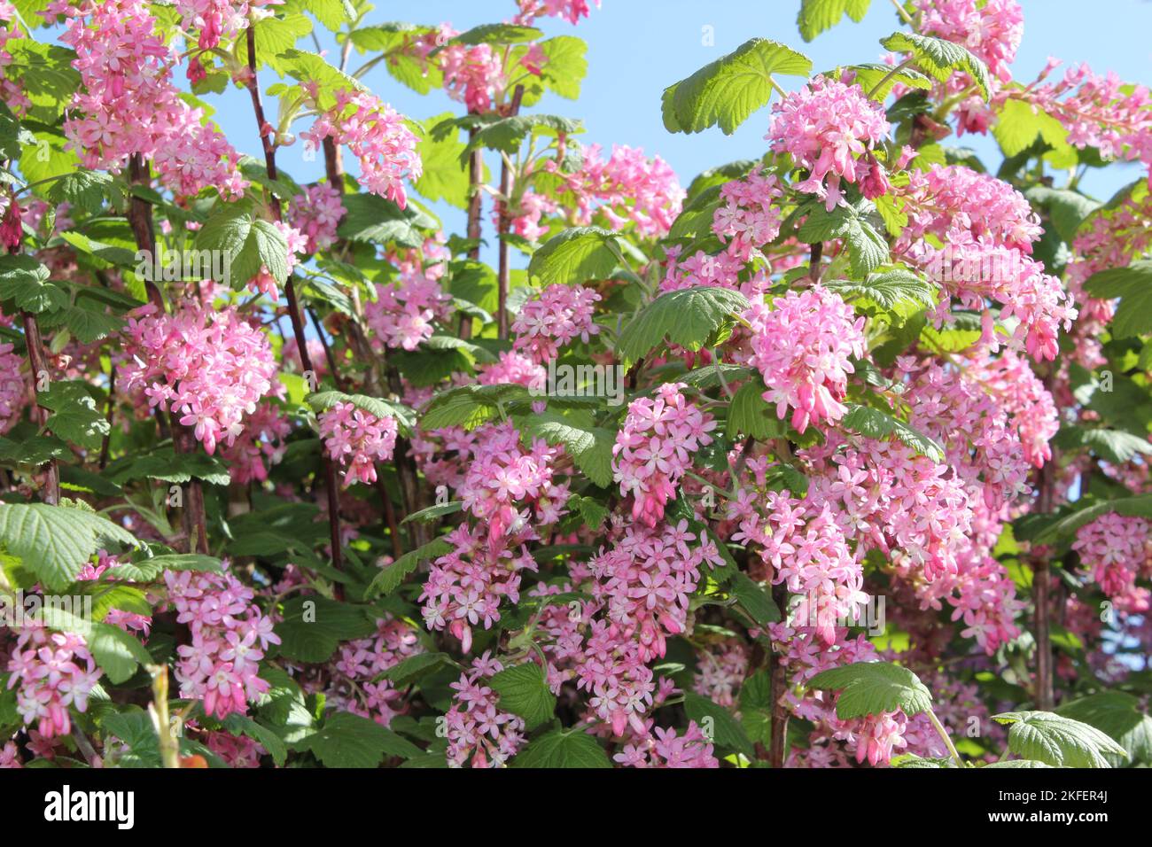 Primo piano Pink Summer Flowers a Oxford, Regno Unito Foto Stock