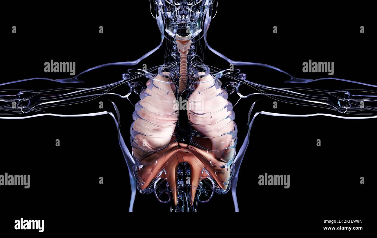 Human Respiratory System polmoni Anatomy Animation Concept. Polmone visibile, ventilazione polmonare, trachea, illustrazione medica realistica di alta qualità 3D Foto Stock