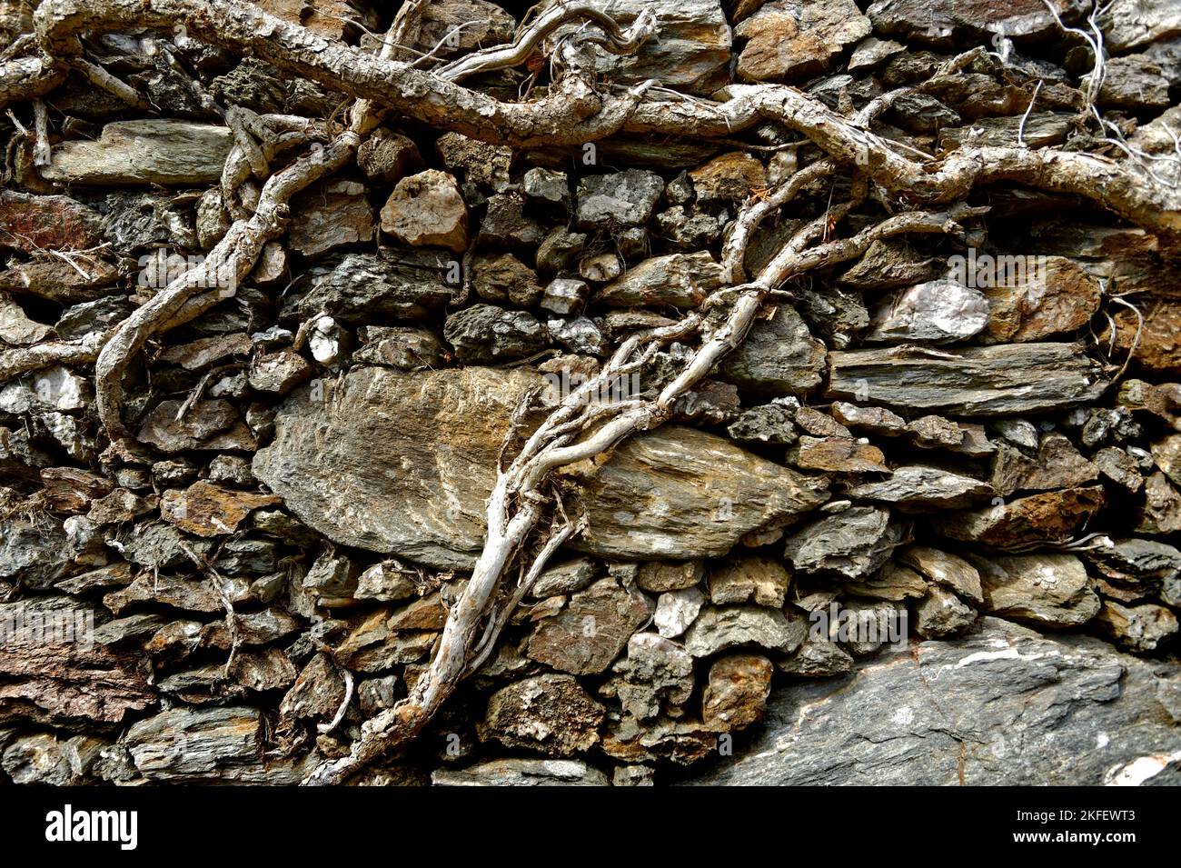 Muro di pietra nel Devon meridionale Foto Stock