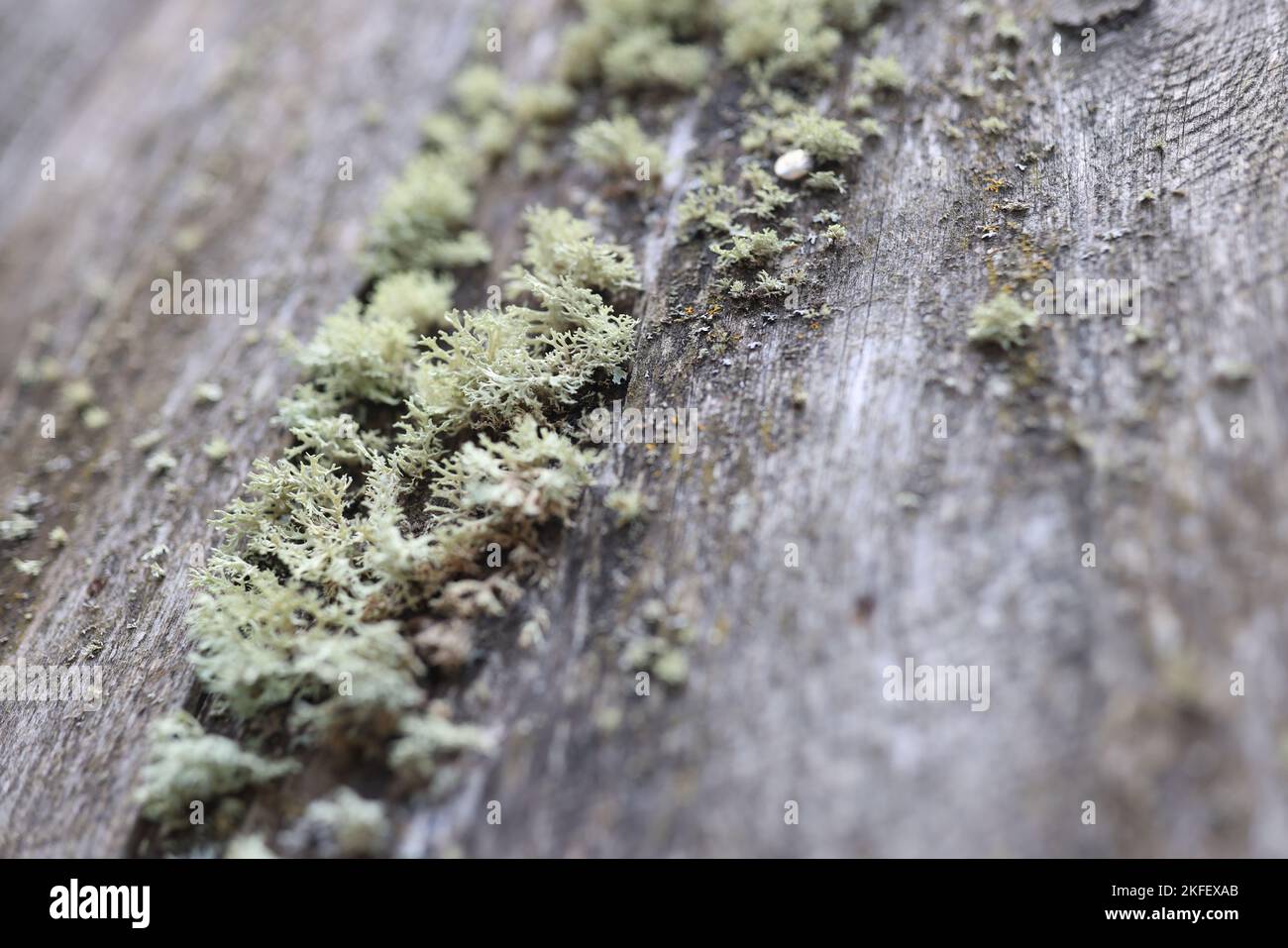 Superficie in legno testurizzato con colonia di licheni. Foto Stock
