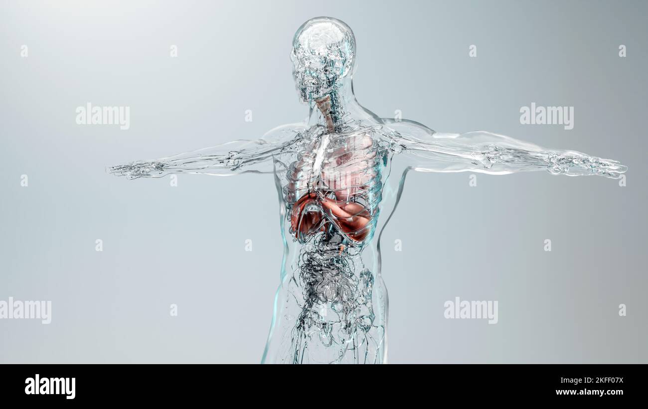 Human Respiratory System polmoni Anatomy Animation Concept. Polmone visibile, ventilazione polmonare, trachea, illustrazione medica realistica di alta qualità 3D Foto Stock