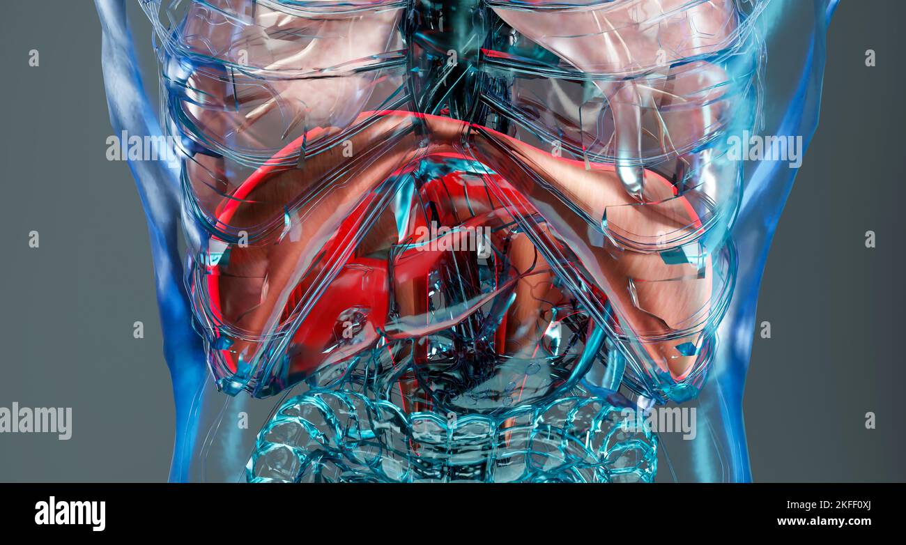Human Respiratory System polmoni Anatomy Animation Concept. Polmone visibile, ventilazione polmonare, trachea, illustrazione medica realistica di alta qualità 3D Foto Stock