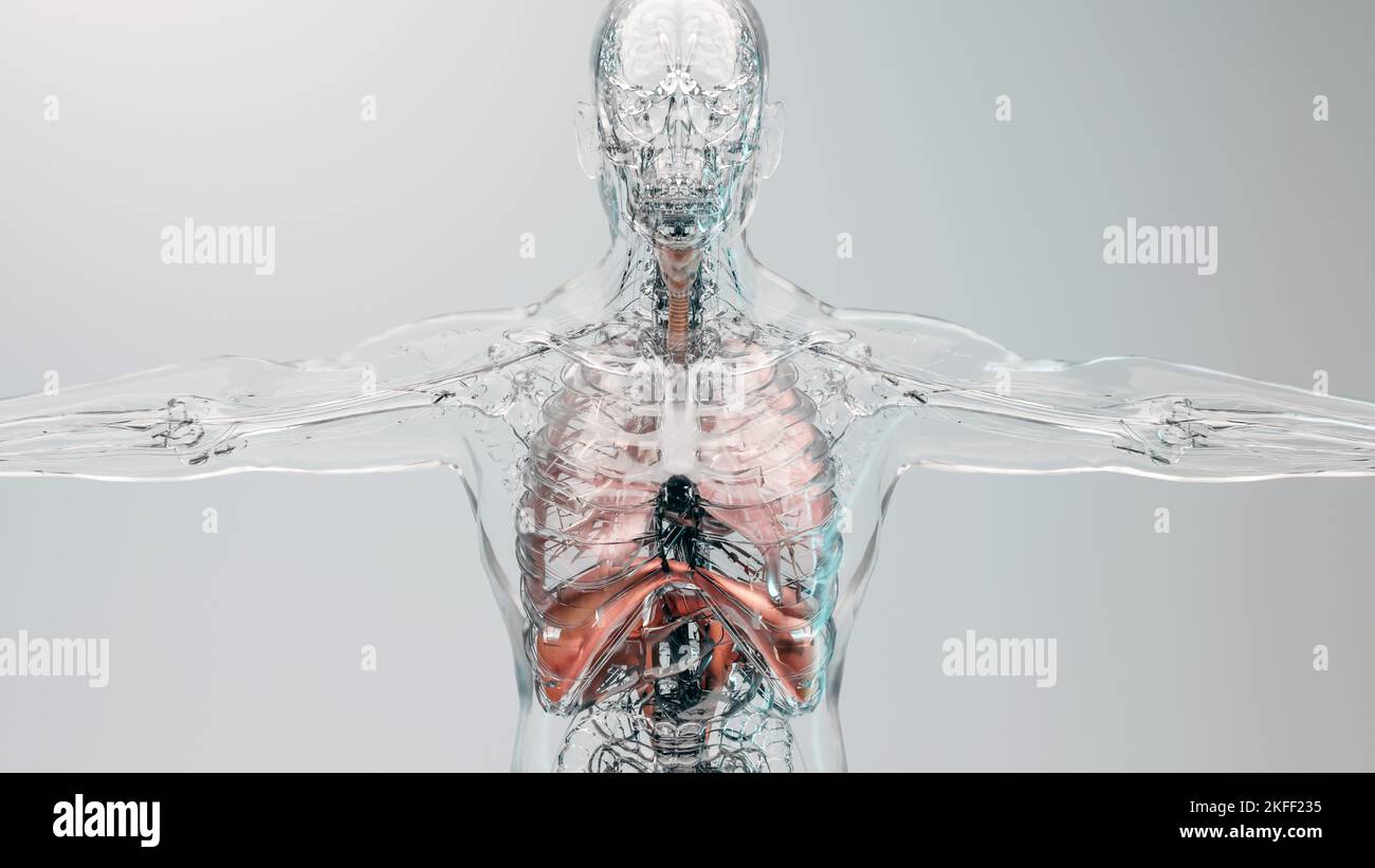 Human Respiratory System polmoni Anatomy Animation Concept. Polmone visibile, ventilazione polmonare, trachea, illustrazione medica realistica di alta qualità 3D Foto Stock