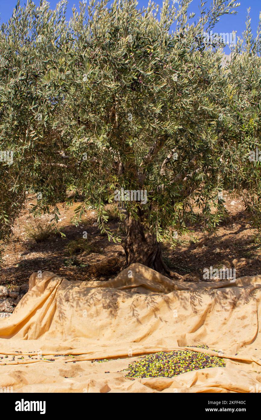 Un antico ulivo con un foglio di raccolta con olive raccolte sotto di esso. Situato nel Nazareth Village Open Air Museum in Israele Foto Stock