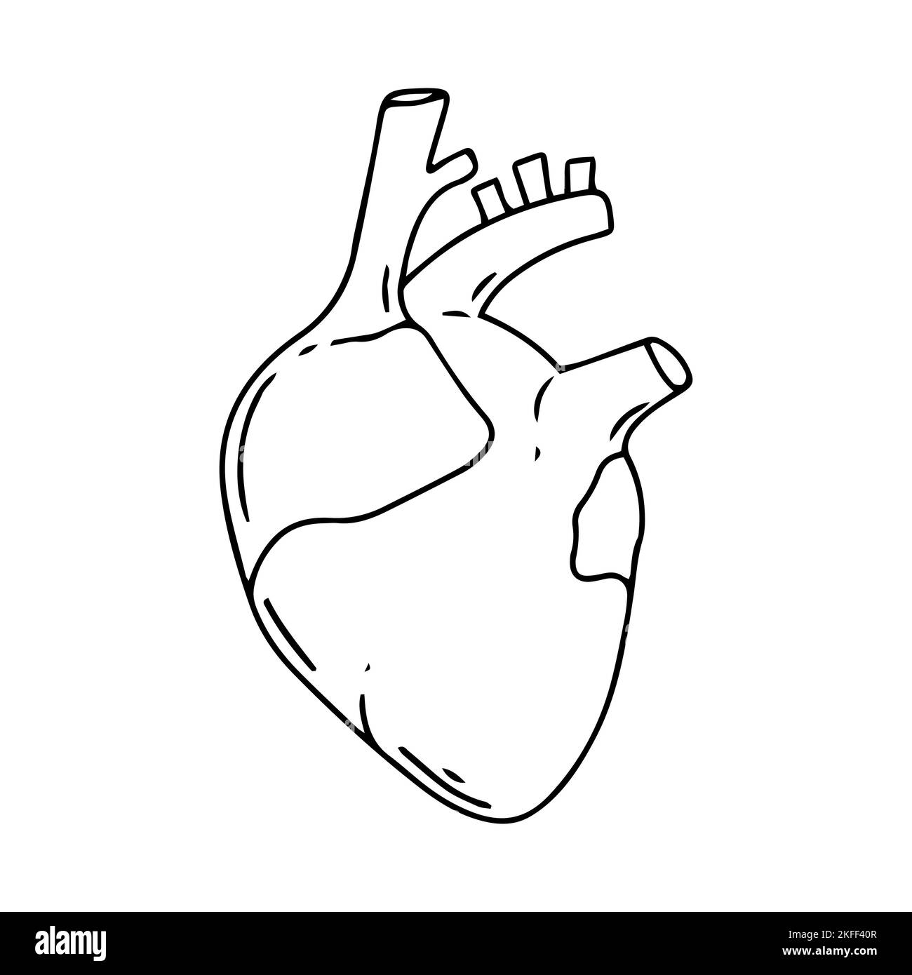 Disegno del vettore cardiaco. Immagini anatomiche realistiche. Organi interni del corpo umano bianco nero. Illustrazione Vettoriale