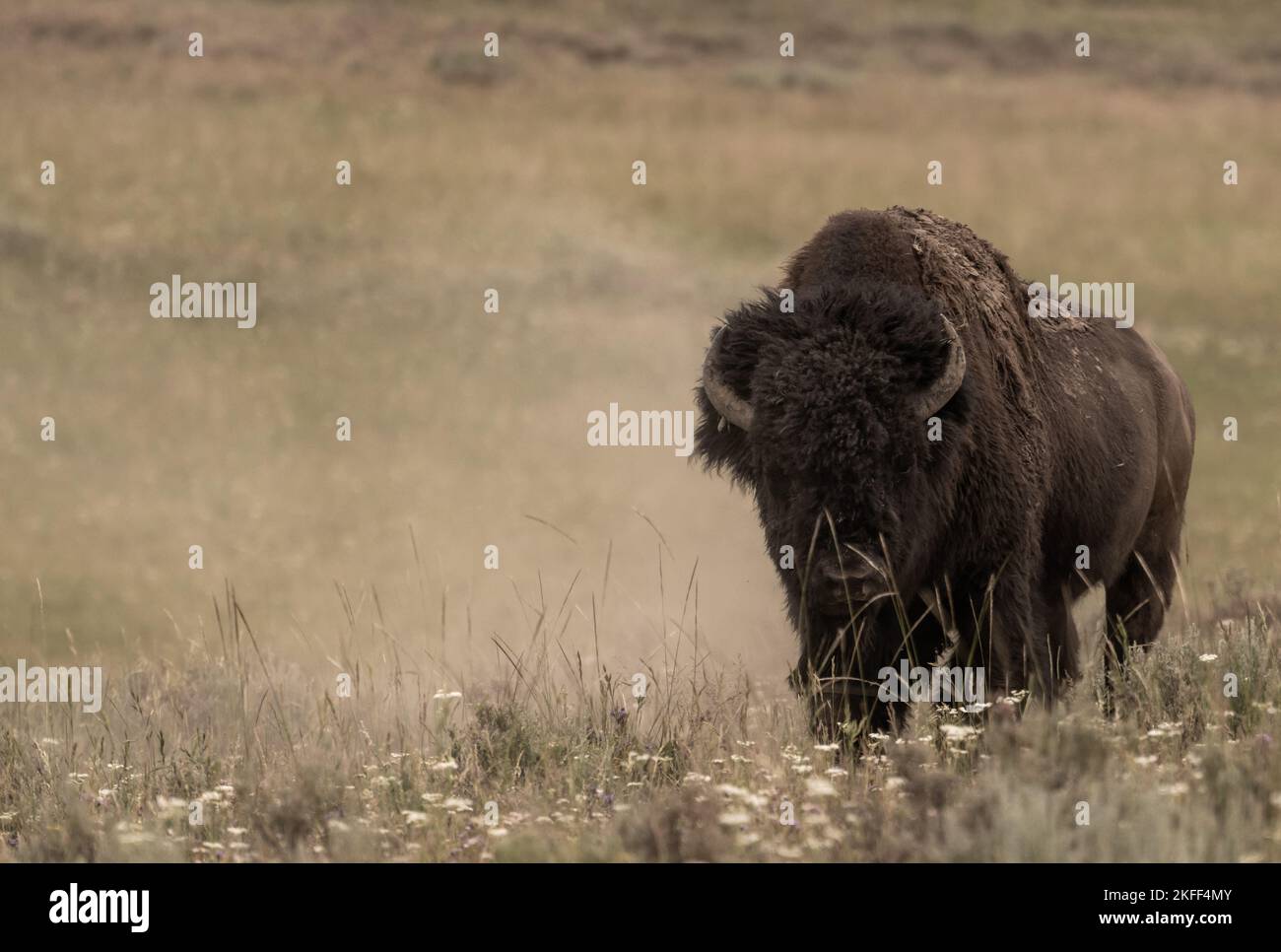 Bisonti che si mescolano la polvere nel calco nel Parco Nazionale di Yellowstone Foto Stock