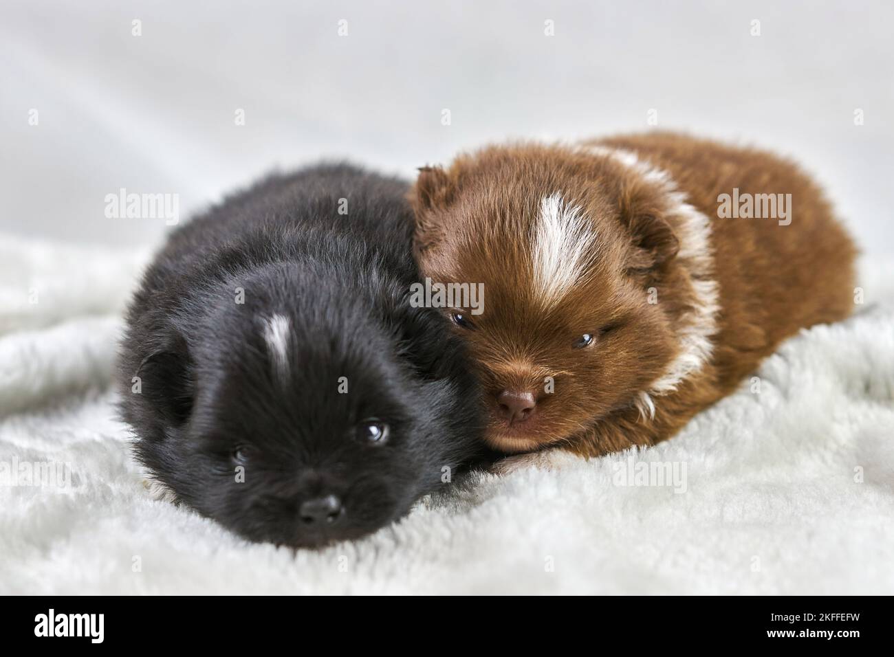 Due cuccioli chihuahua sdraiati su un tessuto bianco morbido, carini cani dorati e neri si riproducono su sfondo bianco. Simpatico cuccioli di giocattolo Foto Stock
