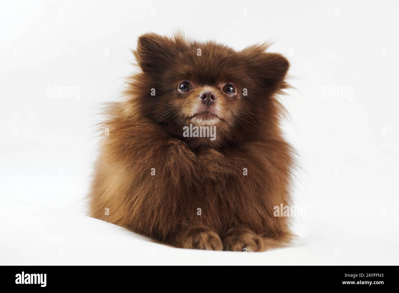 Marrone Pomeranian Spitz cane si trova isolato su sfondo bianco, carino Spitz cucciolo cioccolato marrone colore mantello. Ritratto delle bugie divertenti di Spitz Pomeranian Foto Stock
