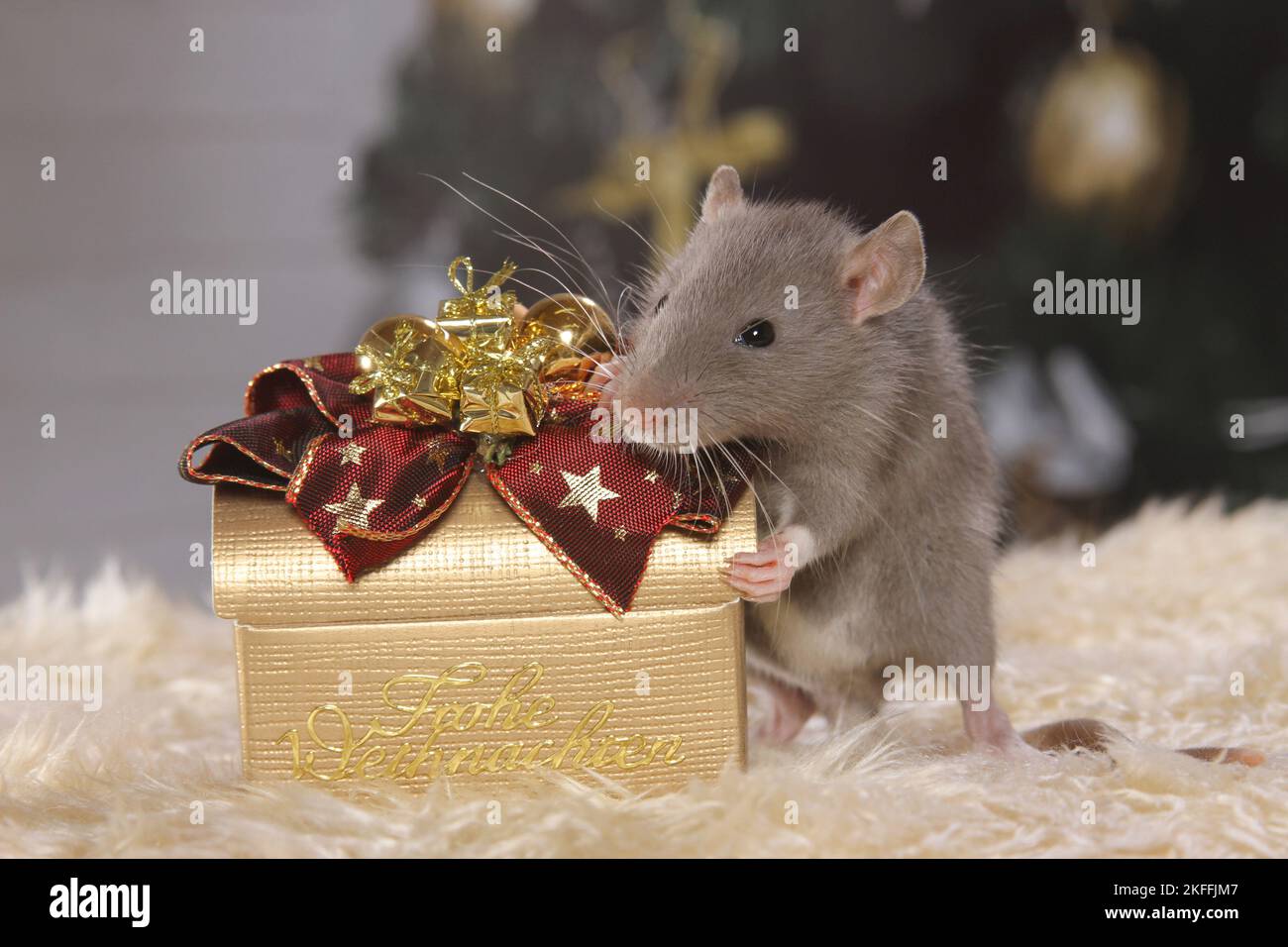 ratto con deco di natale Foto Stock