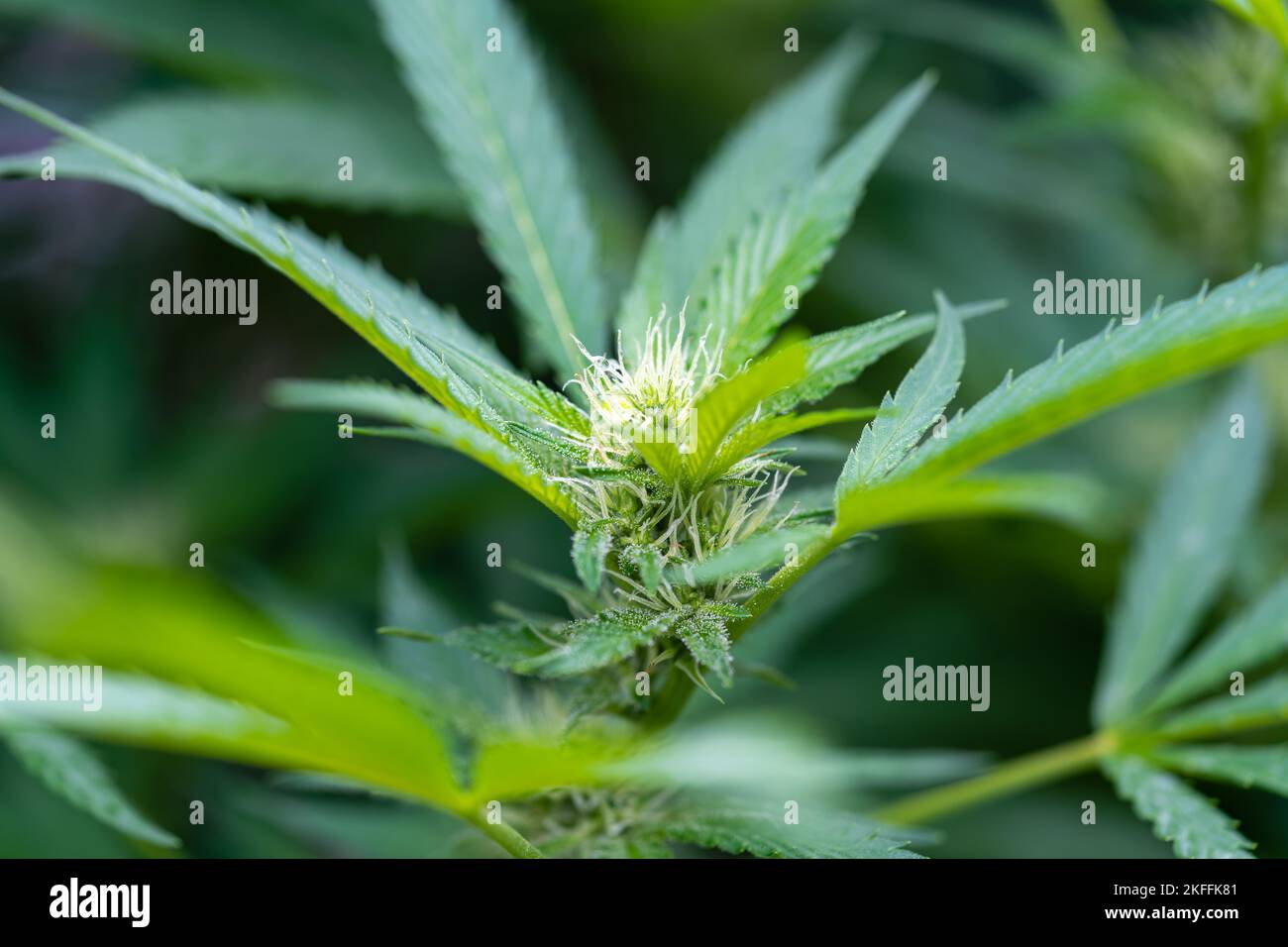 Un macro primo piano dei trichomi su una pianta di cannabis in fase di maturazione Foto Stock