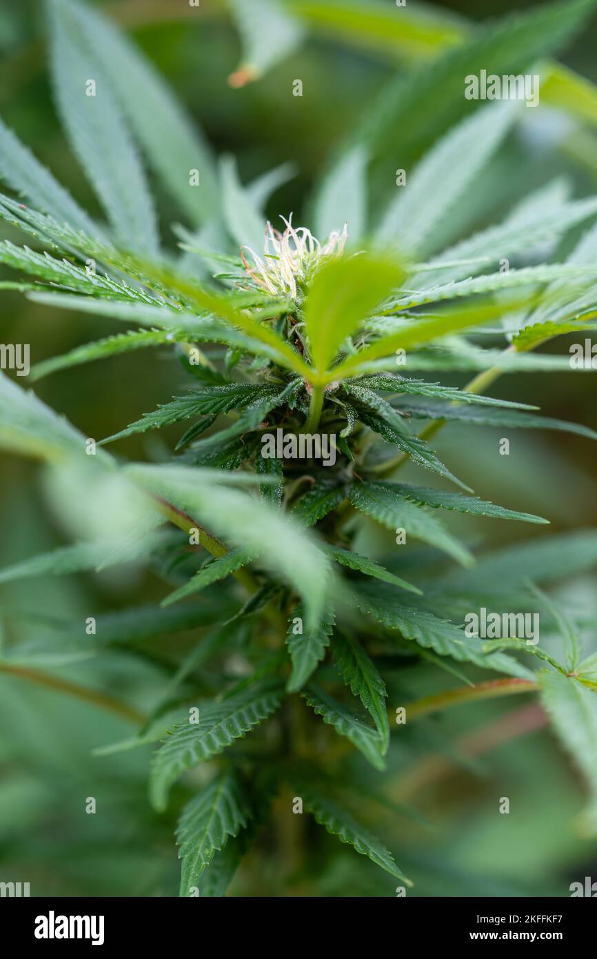 Formazione di resina sulla parte superiore di una pianta di cannabis in fiore Foto Stock