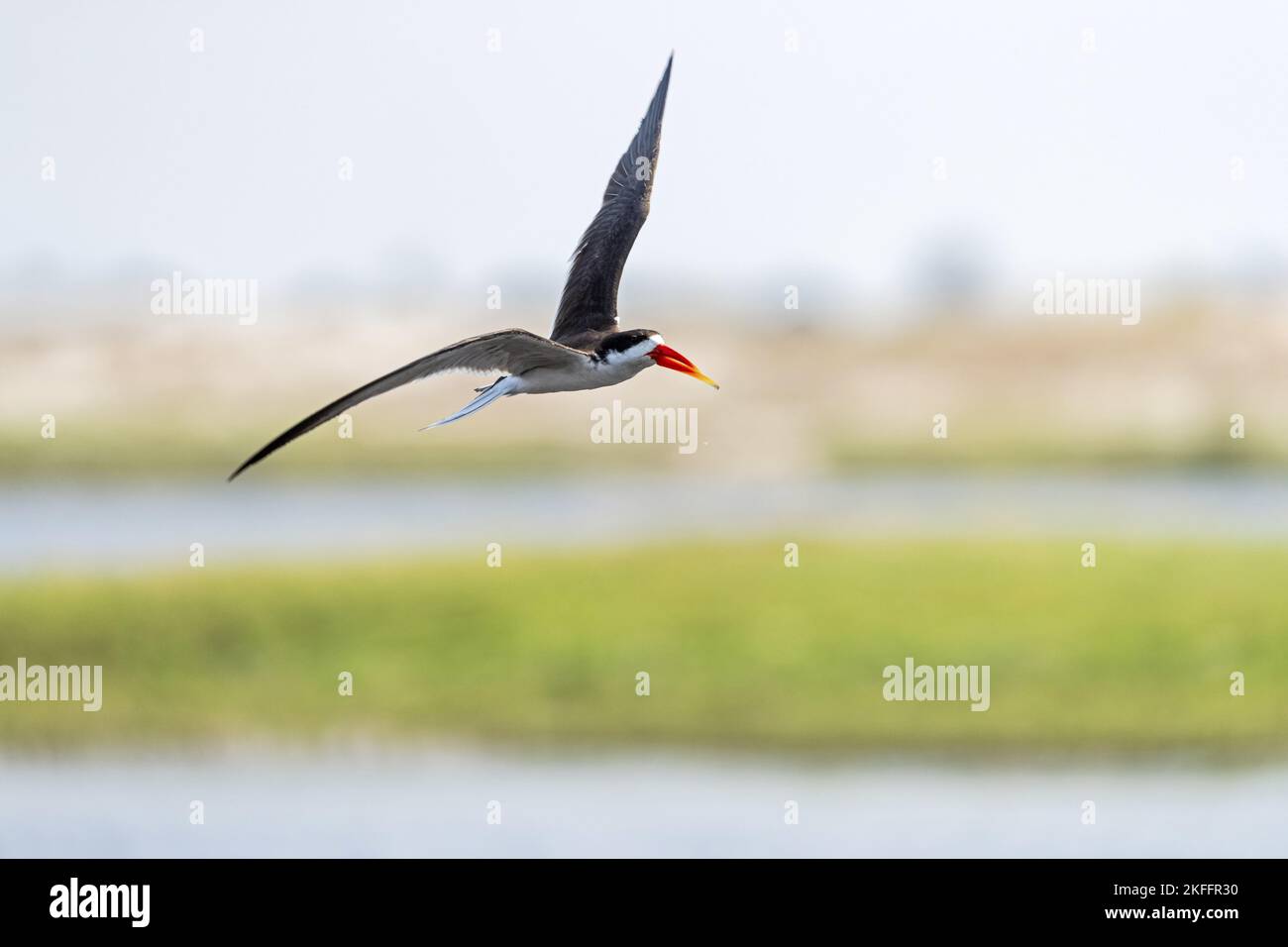 Volo africano Skimmer Foto Stock