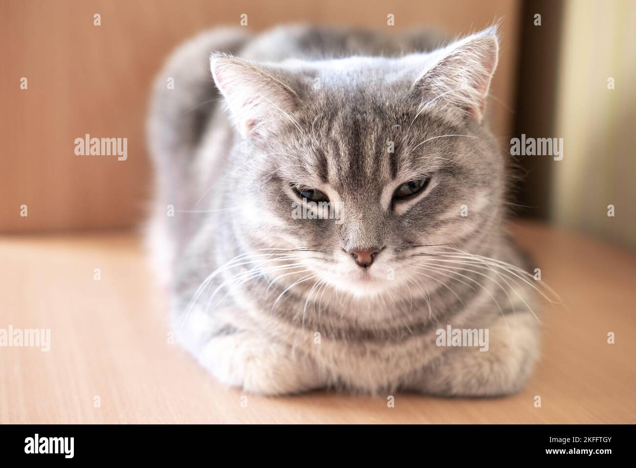 Gatto soffice e grigio che dorme sul tavolo, primo piano, messa a fuoco selettiva. Primo piano del muso di un bel gatto grigio. Foto Stock